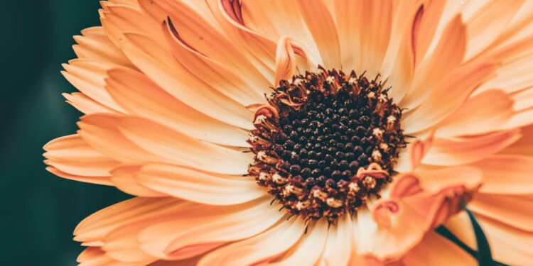 A planta que floresce o ano todo, é fácil de cuidar e cabe em um vaso