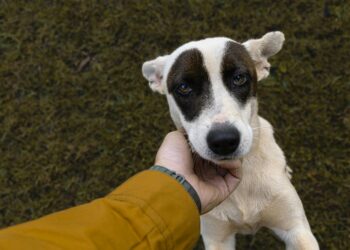 O que a ciência diz sobre as pessoas que falam com seus cães