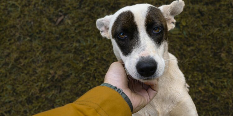 O que a ciência diz sobre as pessoas que falam com seus cães