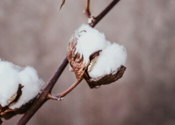 Está na moda: por que cada vez mais casas deixam bolinhas de algodão nas janelas?