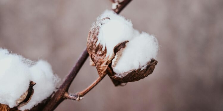 Está na moda: por que cada vez mais casas deixam bolinhas de algodão nas janelas?