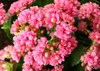 A planta fácil de cuidar e resistente que floresce mais de uma vez por ano e conquista quem tem pouco espaço