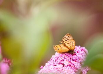 Foto: Kat Smith/Pexels