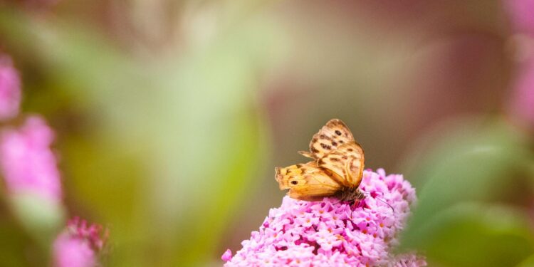 Foto: Kat Smith/Pexels