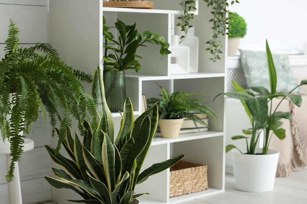 Ingrediente está na cozinha de todo brasileiro e é o “segredo” para afastar insetos e fungos do jardim