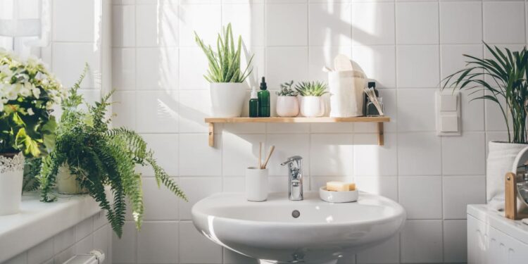 A planta que não pode faltar no banheiro: combate a umidade e atrai serenidade