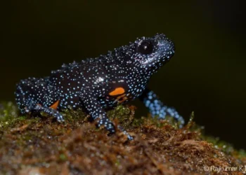Animal pequeno parece ter vindo diretamente do espaço e vive em uma região específica da Terra