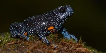Animal pequeno parece ter vindo diretamente do espaço e vive em uma região específica da Terra