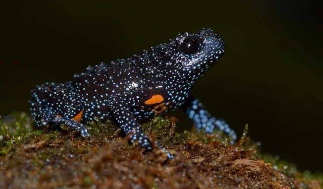 Animal pequeno parece ter vindo diretamente do espaço e vive em uma região específica da Terra