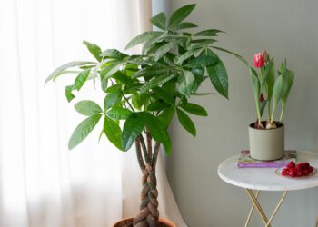 Planta conhecida como "Árvore da Fortuna" tem aspecto único e cor forte que chama a atenção