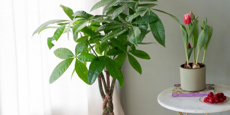 Planta conhecida como "Árvore da Fortuna" tem aspecto único e cor forte que chama a atenção