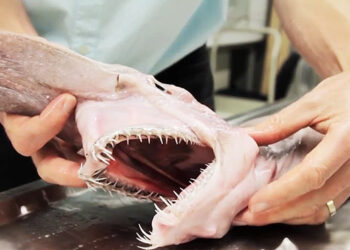 Um alienígena no mar? Como é o raríssimo “monstro pré-histórico” que encontraram no Sul do Brasil