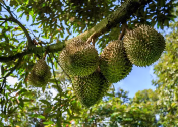 Fruta mais fedida do mundo tem cheiro tão forte que é proibida em hotéis e ônibus