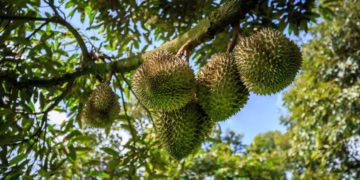 Fruta mais fedida do mundo tem cheiro tão forte que é proibida em hotéis e ônibus
