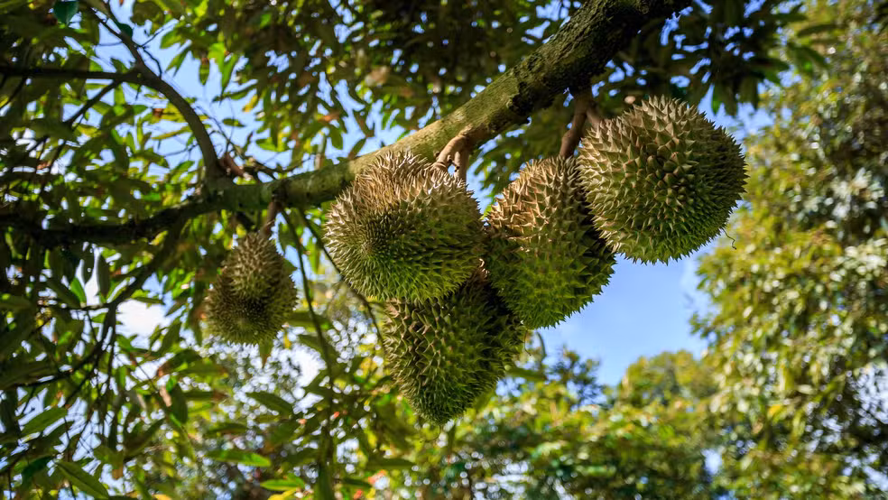 Fruta mais fedida do mundo tem cheiro tão forte que é proibida em hotéis e ônibus