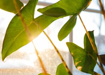 Foto: Phil Hearing/Unsplash