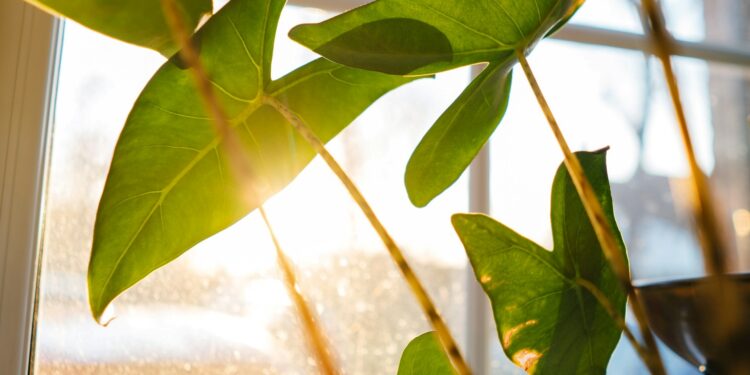 Foto: Phil Hearing/Unsplash