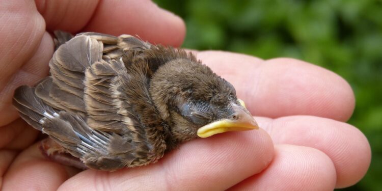 Como agir quando um filhote de ave "caído do ninho" aparece em casa, de acordo com especialistas