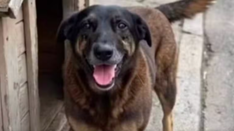 A barbárie diante do indefeso: o caso de Orelha