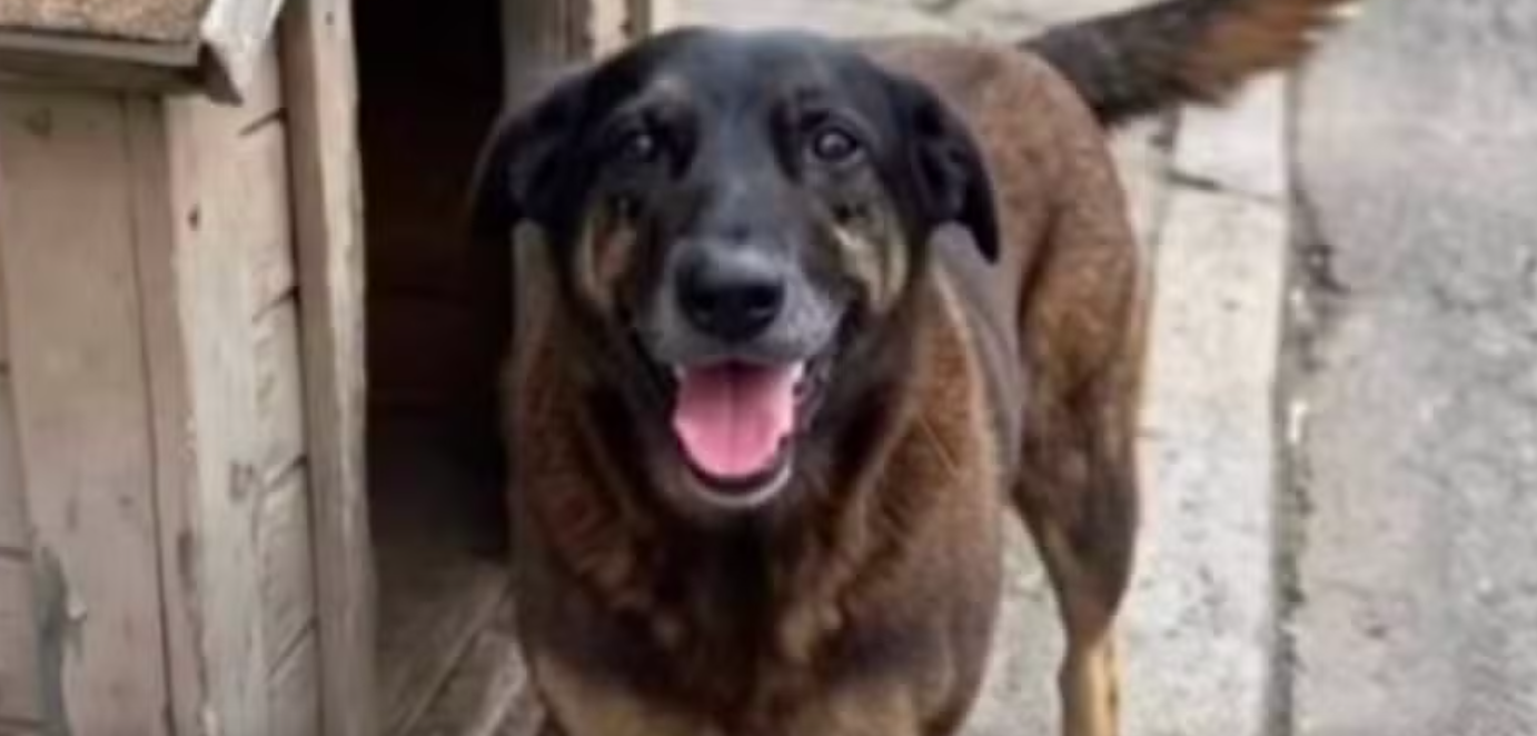 A barbárie diante do indefeso: o caso de Orelha