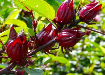 Planta conhecida como "azedinha" é tão poderosa que pode reduzir o açúcar no sangue