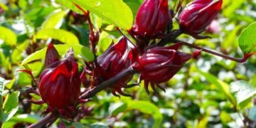 Planta conhecida como "azedinha" é tão poderosa que pode reduzir o açúcar no sangue