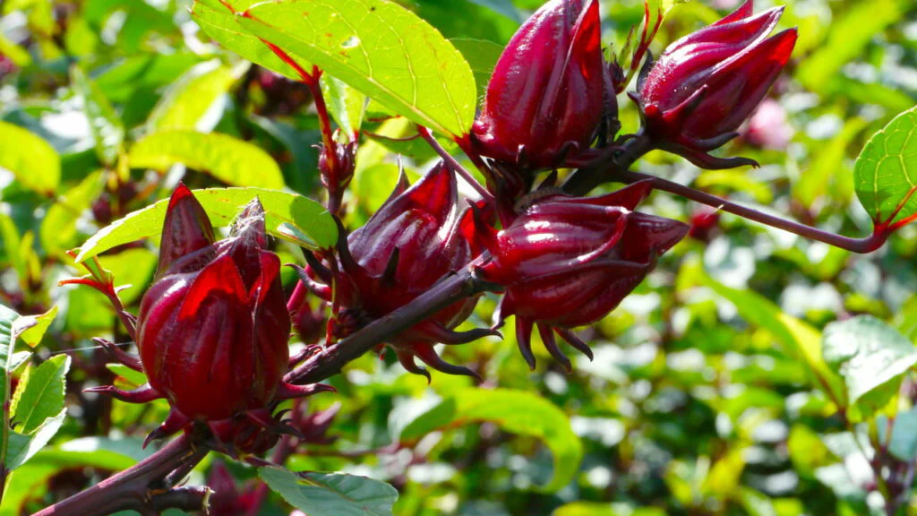 Planta conhecida como “azedinha” é tão poderosa que pode reduzir o açúcar no sangue