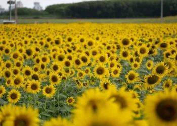 Novo parque com mais de 30 mil plantas promete virar cartão-postal e já nasce como um dos mais belos do Brasil