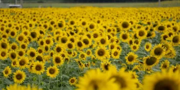 Novo parque com mais de 30 mil plantas promete virar cartão-postal e já nasce como um dos mais belos do Brasil
