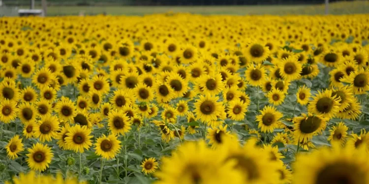 Novo parque com mais de 30 mil plantas promete virar cartão-postal e já nasce como um dos mais belos do Brasil