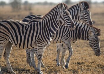 Foto: Adriaan Greyling/Pexels