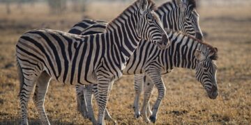 Foto: Adriaan Greyling/Pexels