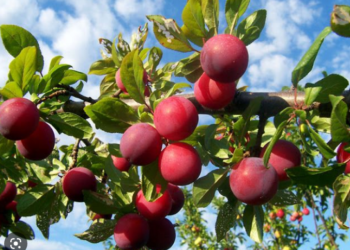 Ideal para casas pequenas: árvore dá frutos no verão, não levanta raízes e precisa de pouco cuidado