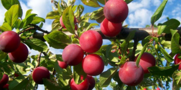 Ideal para casas pequenas: árvore dá frutos no verão, não levanta raízes e precisa de pouco cuidado