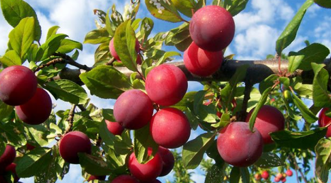 Ideal para casas pequenas: árvore dá frutos no verão, não levanta raízes e precisa de pouco cuidado