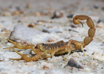 Especialista revela como agir ao encontrar um animal venenoso em sua casa