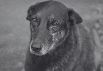 Cão Orelha: o que pode acontecer com os adolescentes se eles forem considerados culpados?