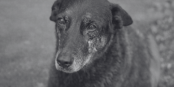 Cão Orelha: o que pode acontecer com os adolescentes se eles forem considerados culpados?