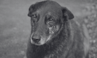 Cão Orelha: o que pode acontecer com os adolescentes se eles forem considerados culpados?