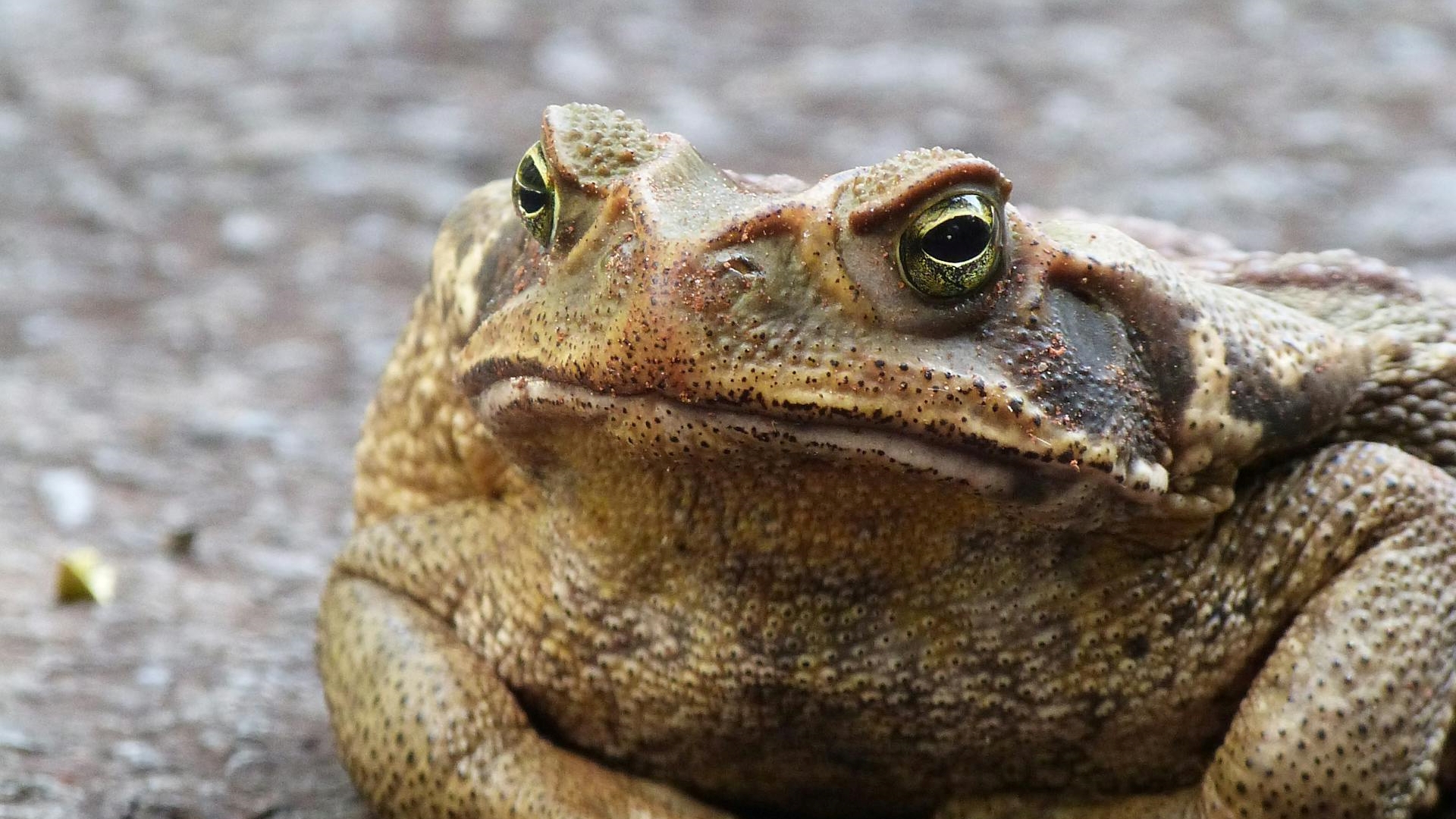 Como agir quando um sapo ou rã entra em casa, de acordo com os biólogos