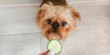 Dar pepino ao seu cachorro: para que serve e por que os veterinários recomendam