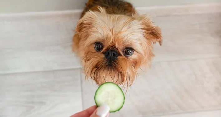 Dar pepino ao seu cachorro: para que serve e por que os veterinários recomendam