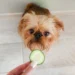 Dar pepino ao seu cachorro: para que serve e por que os veterinários recomendam
