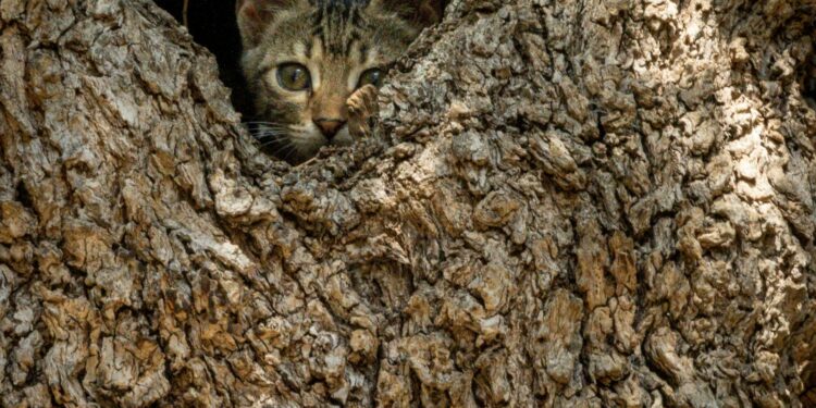 Foto: Marvin Tendies/Unsplash