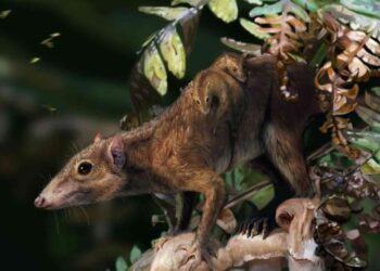 Após 65 milhões de anos, descobriram um novo animal que sobreviveu a extinção dos dinossauros