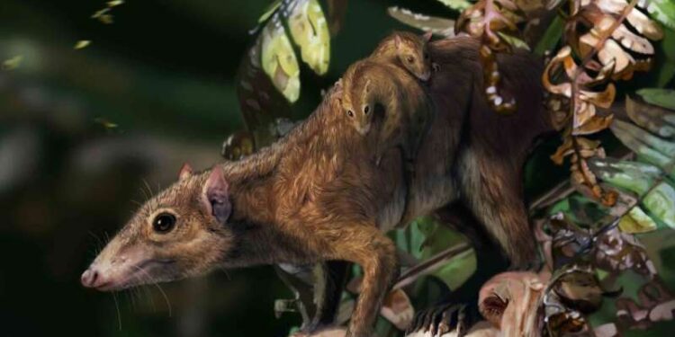 Após 65 milhões de anos, descobriram um novo animal que sobreviveu a extinção dos dinossauros