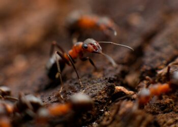 Foto: Mikhail Vasilyev/Unsplash