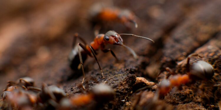 Foto: Mikhail Vasilyev/Unsplash