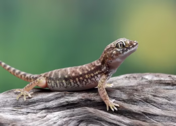 Quando uma lagartixa aparece na sua casa, isso é um bom sinal?