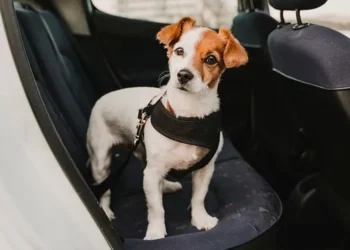 Multa pesada será aplicada a motoristas que transportarem pets no banco do carro